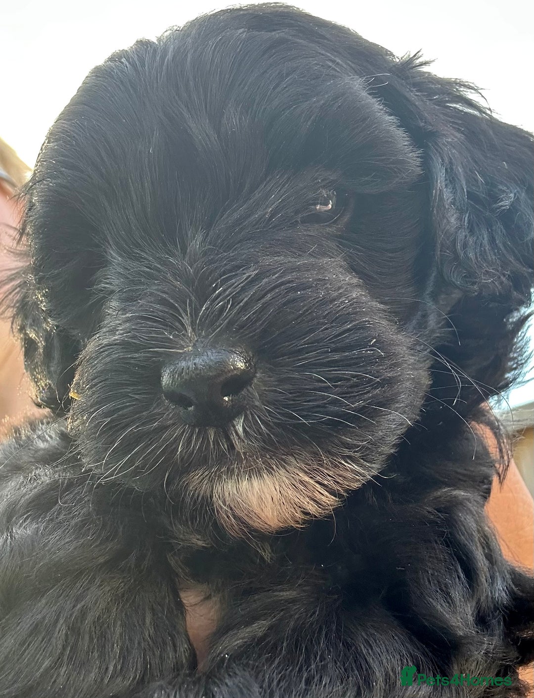 Maltipoo dogs for sale: Beautiful cheeky maltipoo, ball of fluff - Image 10