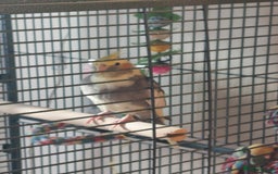 Cockatiels birds for sale: Pickles - Image 5