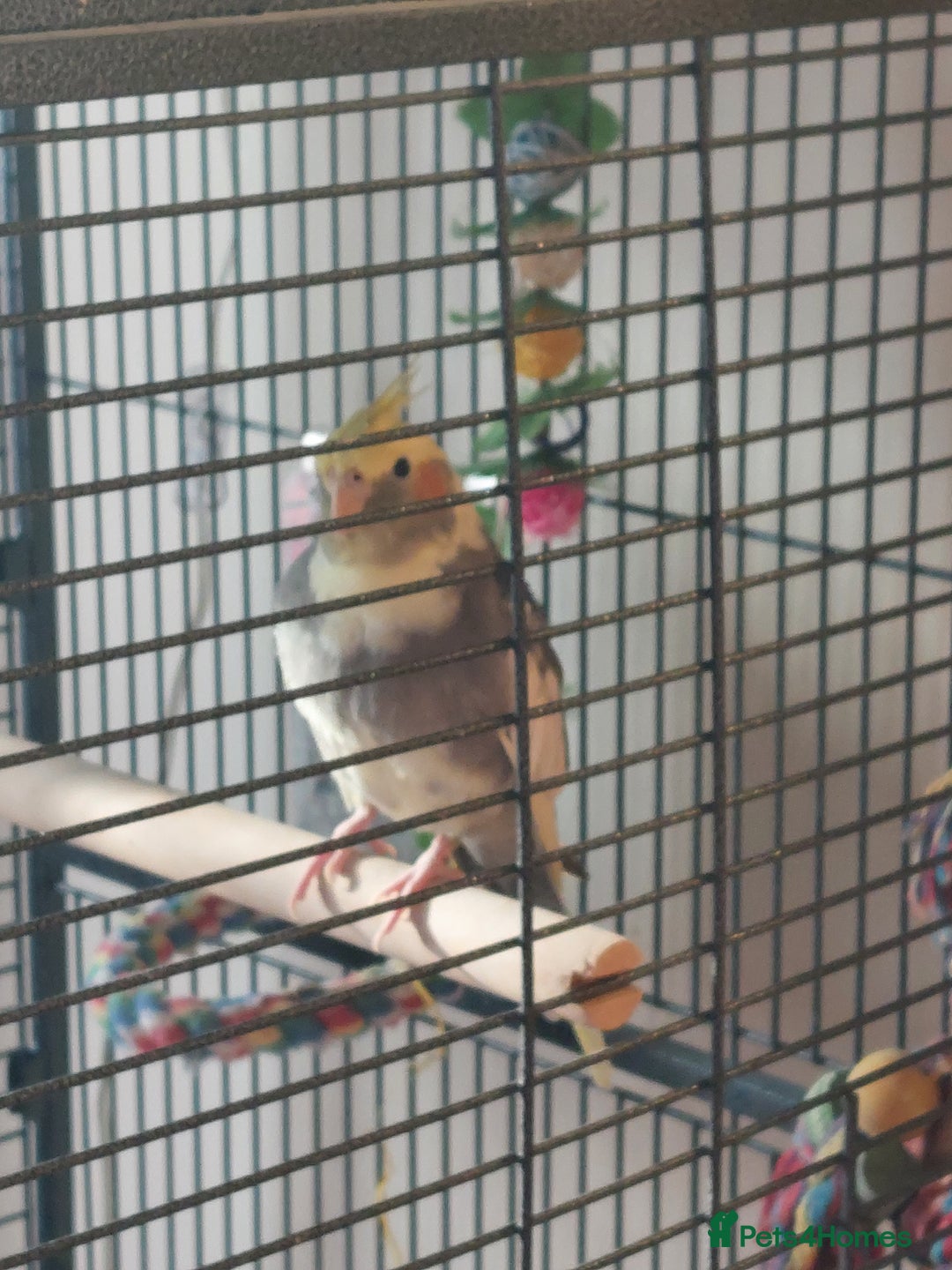 Cockatiels birds for sale: Pickles - Image 5