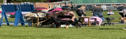 Gordon Setter dogs for sale: 10month old bitch puppy - Advert 4
