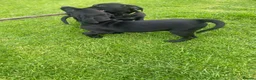 Labrador Retriever dogs for sale: Labrador pups  - Advert 2