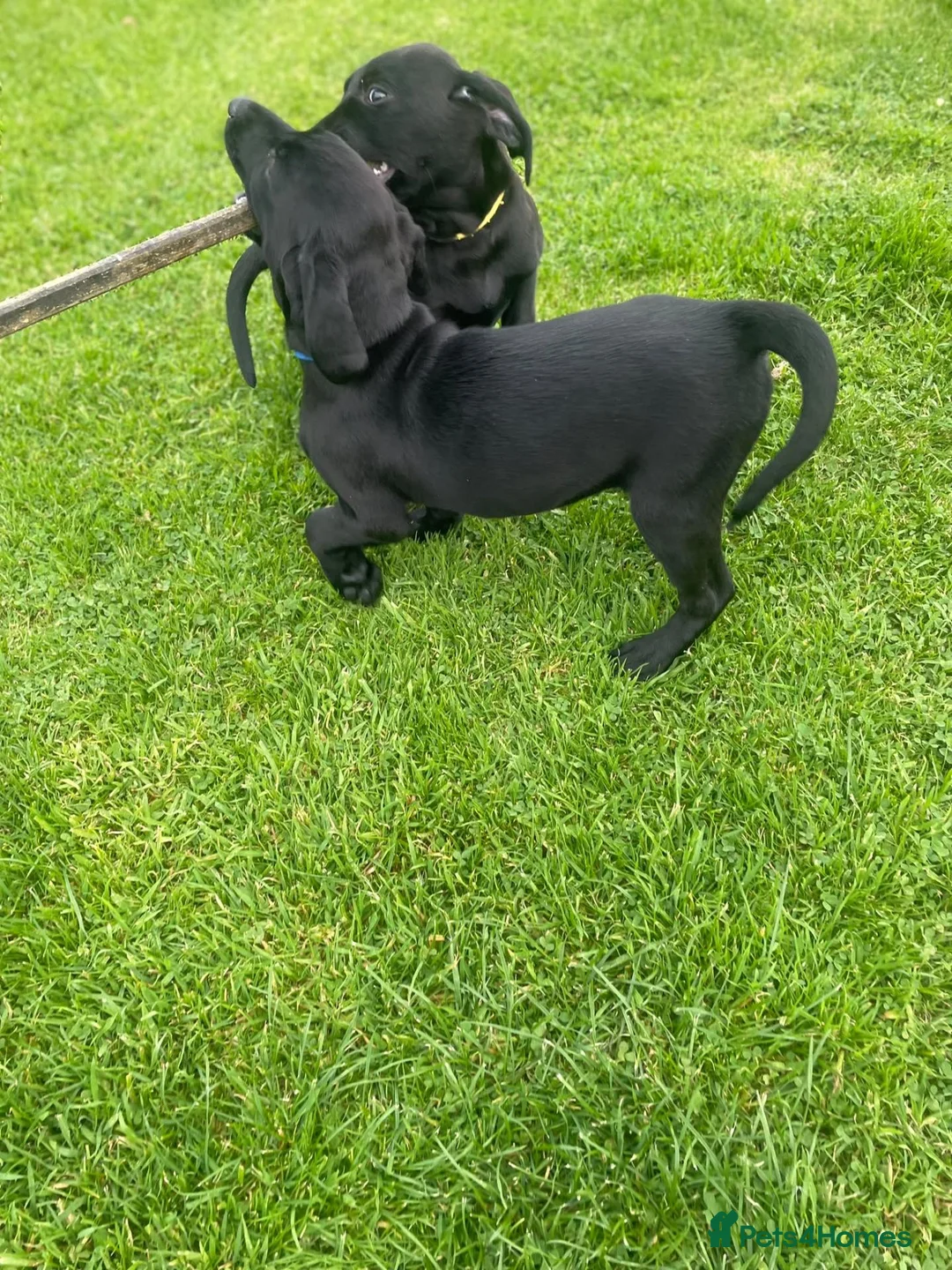 Labrador Retriever dogs for sale: Labrador pups  - Advert 2