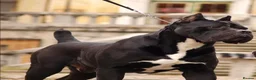 Cane Corso dogs for sale: Pedigree cane corso Male 1 yr old - Advert 8
