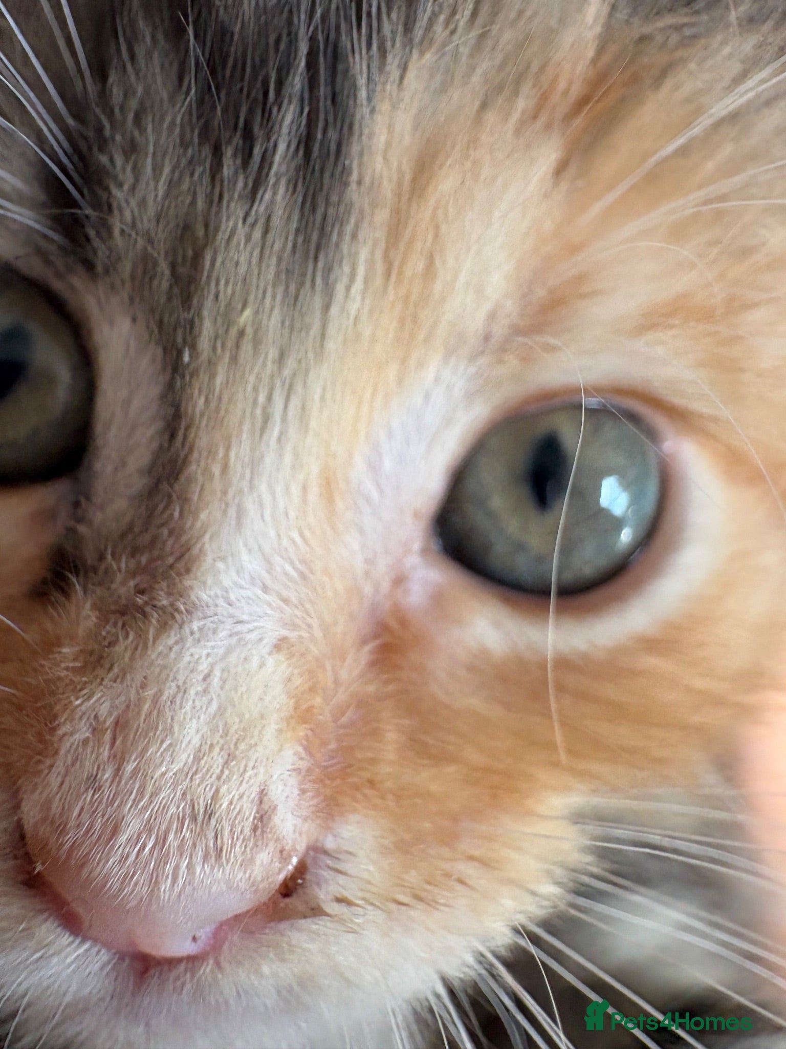 Maine Coon cats Maincoon kittens  - Advert 2