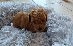 Toy Poodle dogs for sale: Charming Toy Poodle Puppies - Image 25