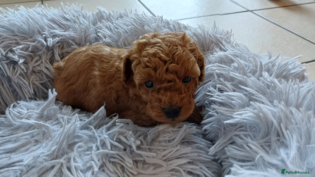 Toy Poodle dogs for sale: Charming Toy Poodle Puppies - Image 25