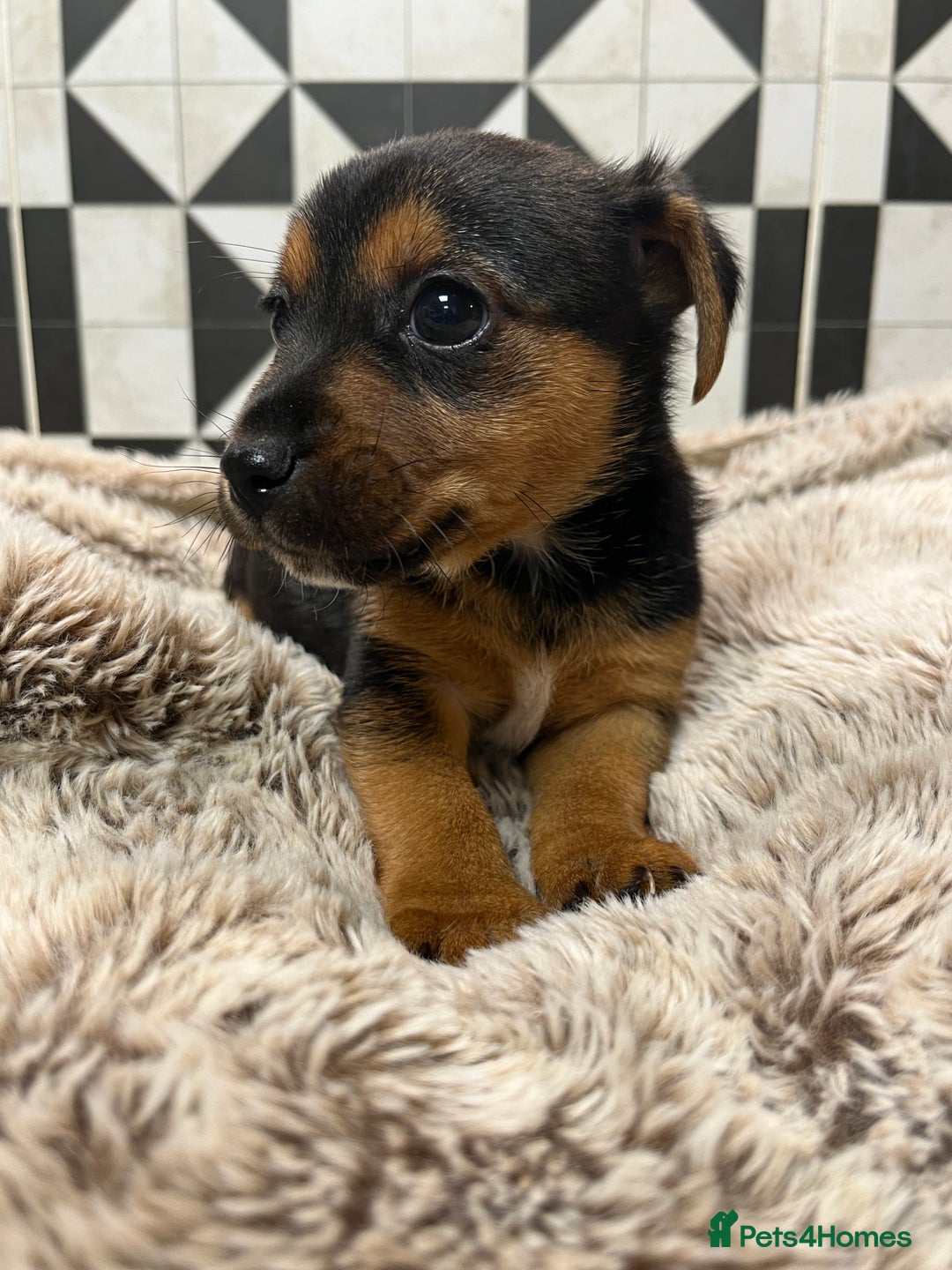 Jack Russell dogs for sale: Jack Russell pups for sale - Advert 8