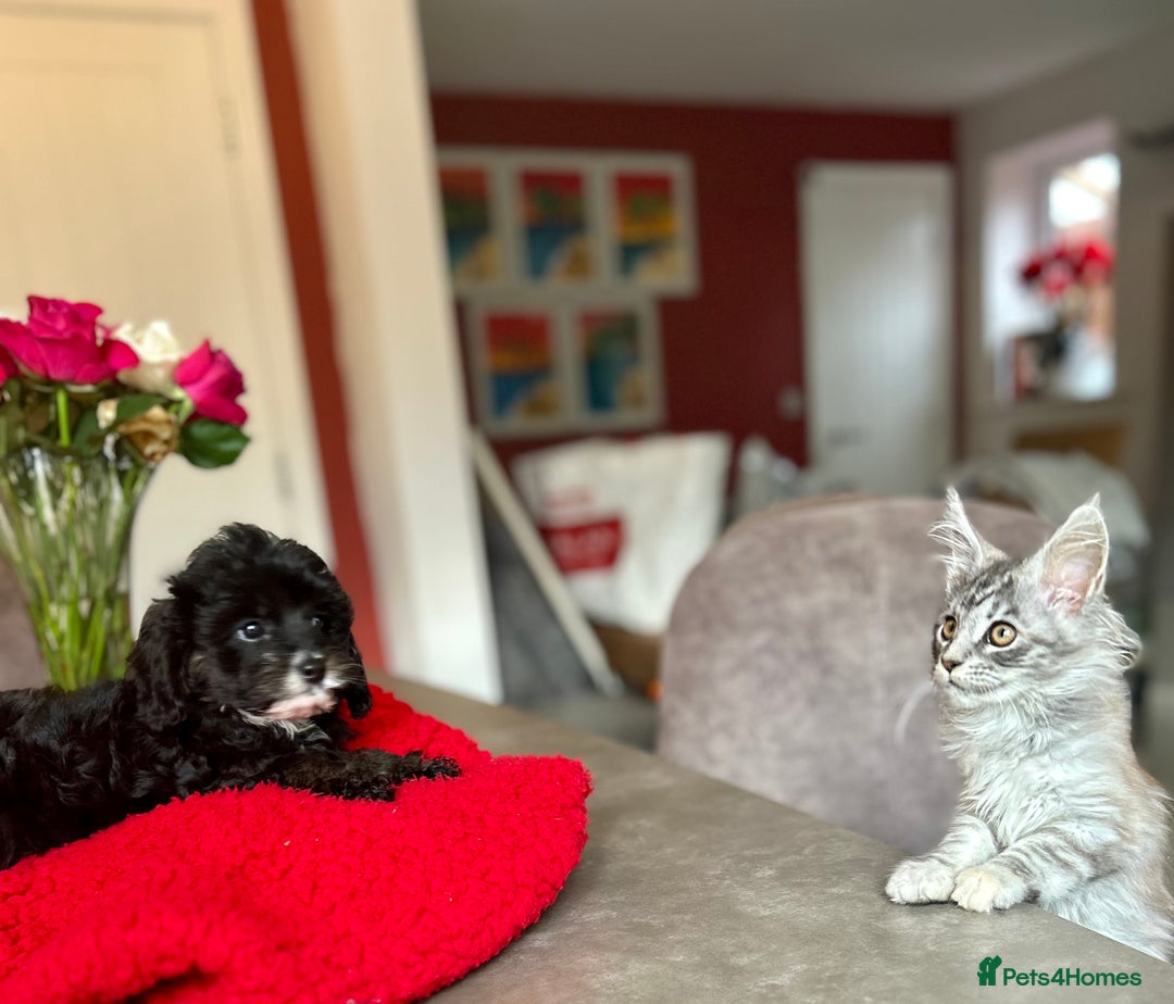 Cavapoo dogs for sale: Real Life Teddy Bears, Cavapoo babies  - Image 4