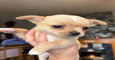 Chihuahua dogs - Advert 12