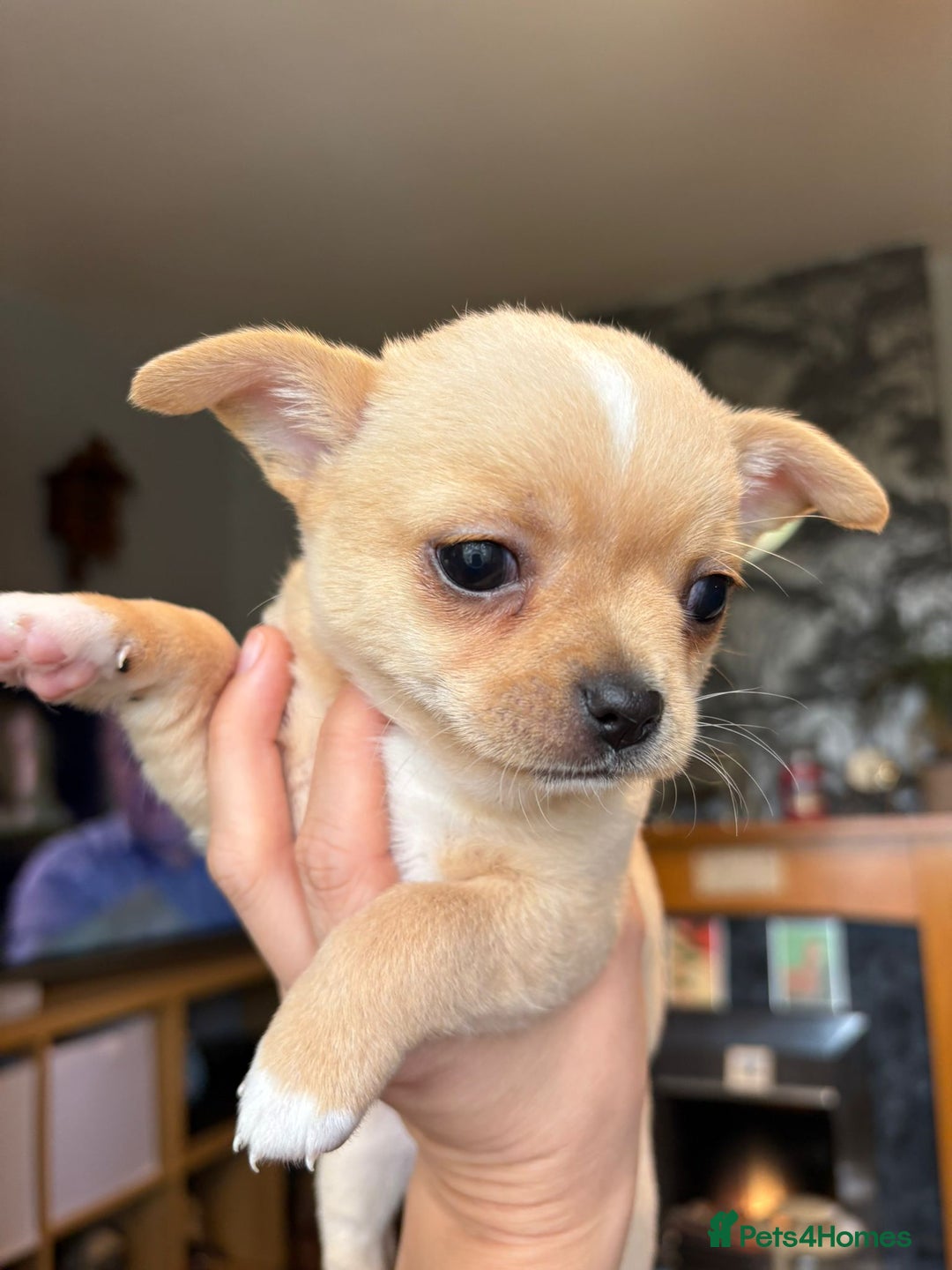 Chihuahua dogs for sale: Chihuahua Puppies - Image 2