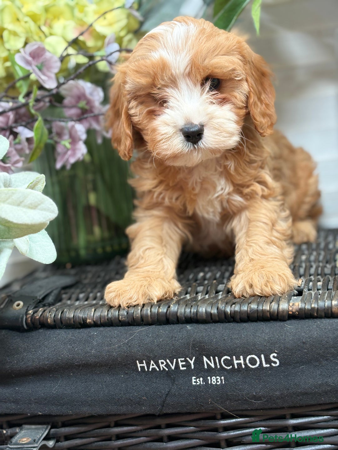 Cavapoo dogs for sale: Health tested TOY CAVAPOOS KC Parents - Image 22