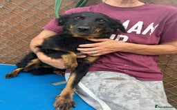 Mixed Breed dogs for adoption: Paige - Norwich Norfolk  - Image 4