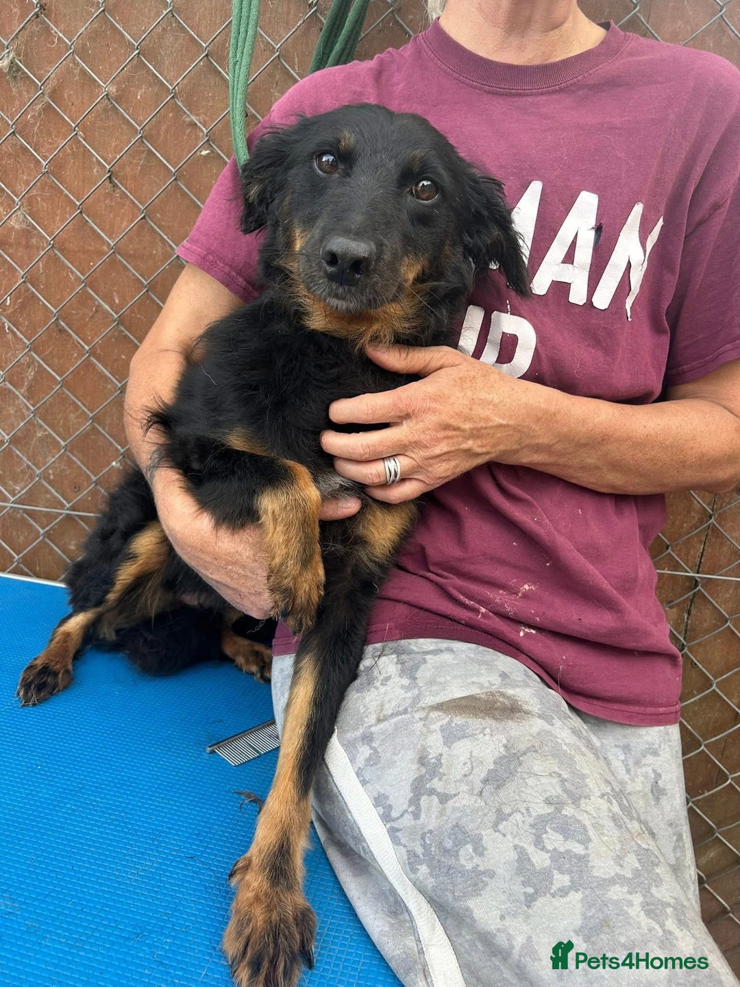 Mixed Breed dogs for adoption: Paige - Norwich Norfolk  - Image 4