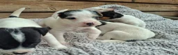 Jack Russell dogs for sale: Outstanding Jack Russel puppies - Advert 11