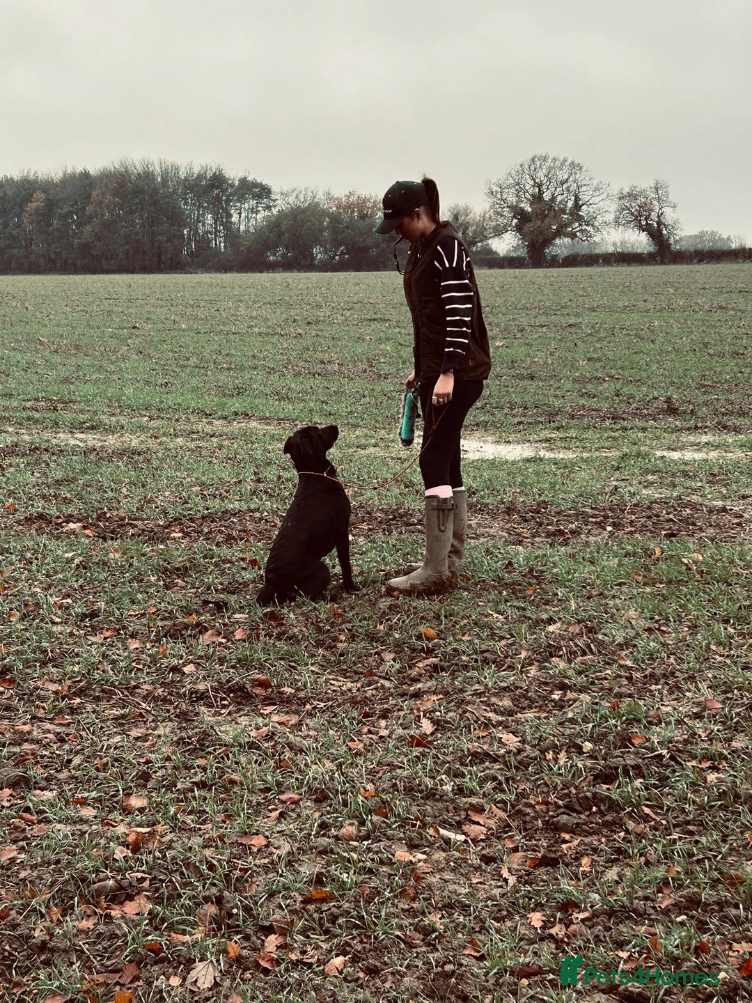 Labrador Retriever dogs for stud: Labrador cross golden retriever for stud  - Advert 4