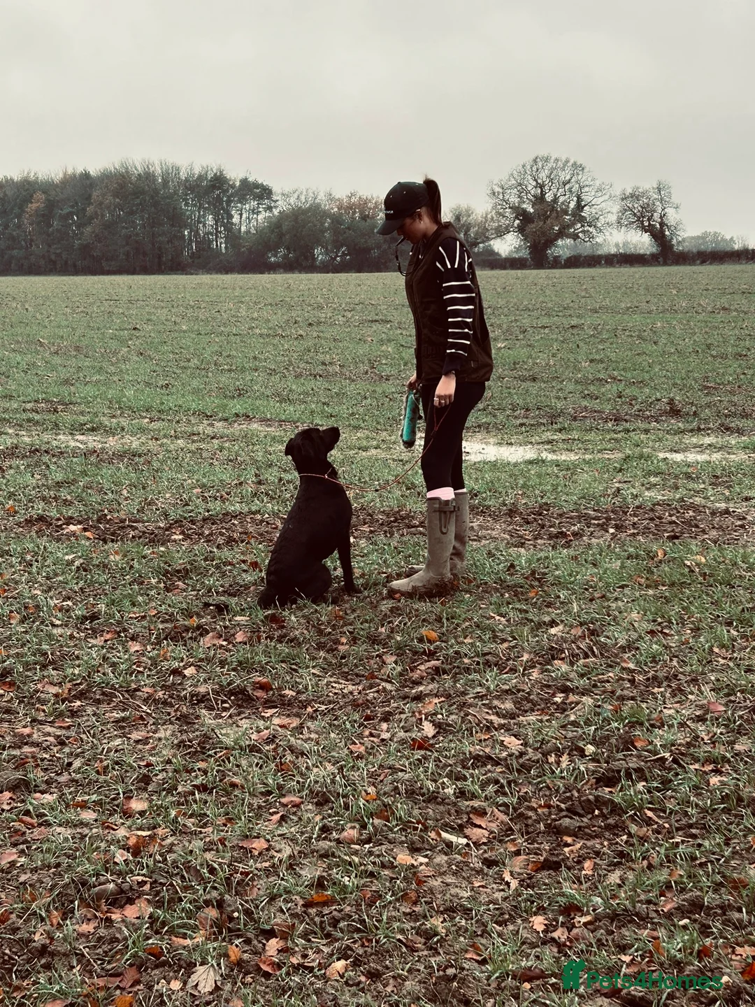 Labrador Retriever dogs for stud: Proven Labrador retriever for stud  - Advert 8