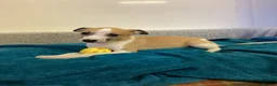 Whippet dogs for sale: Whippet  - Advert 11