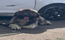 Caucasian Shepherd Dog dogs for sale: Pearl the Caucasian shepherd  - Image 2