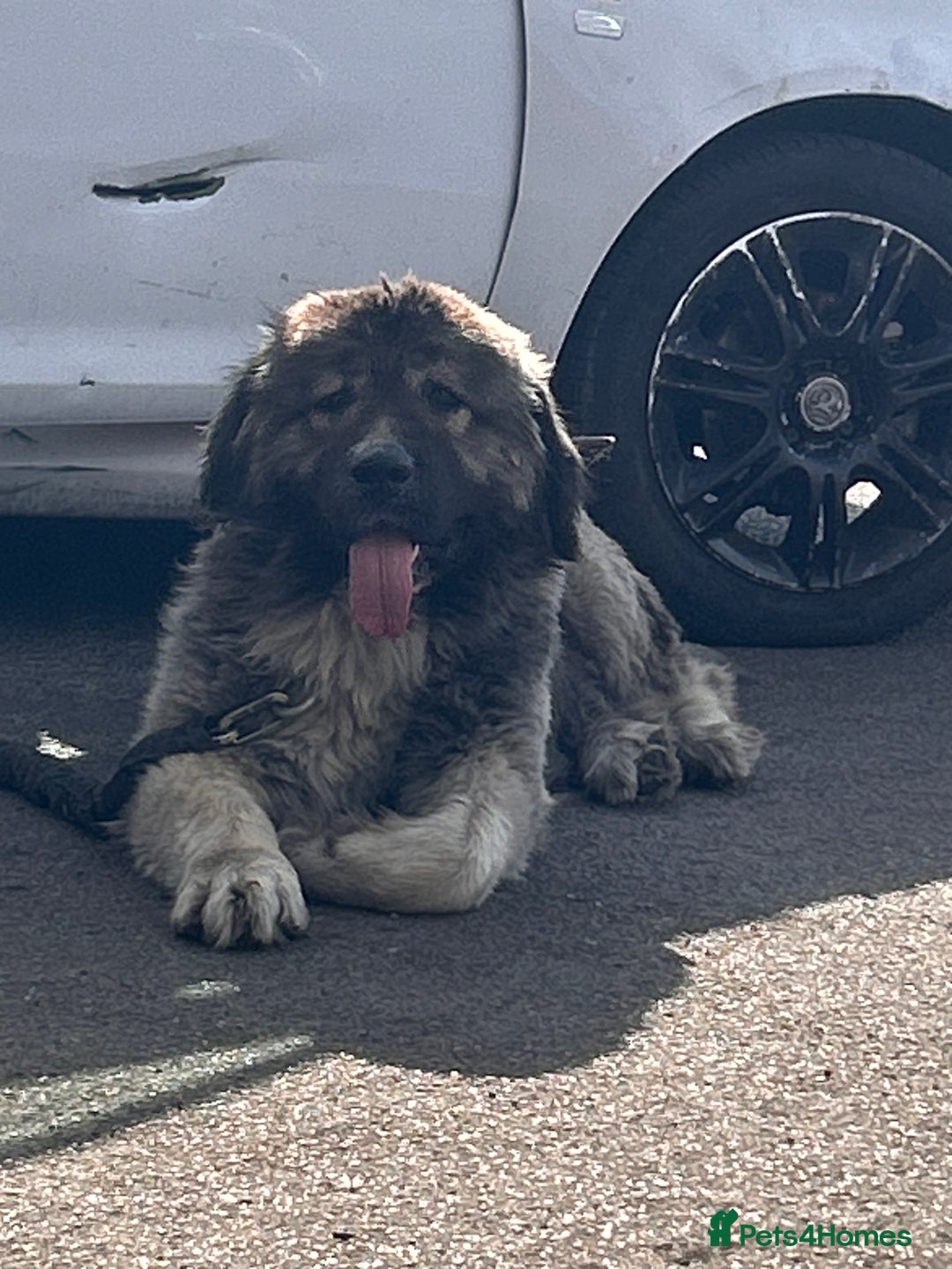 Caucasian Shepherd Dog dogs for sale: Pearl the Caucasian shepherd  - Image 2