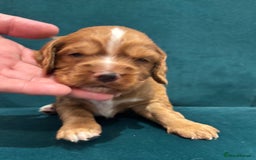 Cocker Spaniel dogs for sale: Working cocker spaniels - Image 2