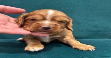 Cocker Spaniel dogs - Advert 5