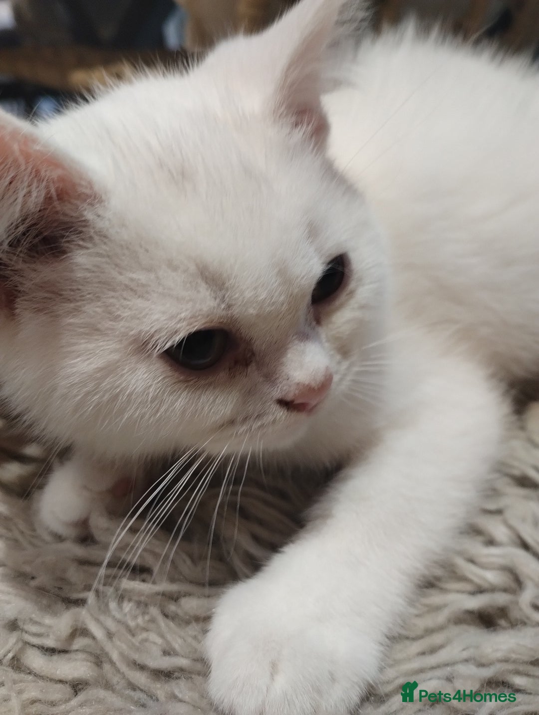 British Shorthair cats for sale: 4x British Shorthair vaccinated, microchipped. - Image 8