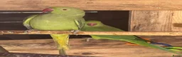 Parrots birds for sale: Male & Female Indian Ringneck Parrots  - Advert 4