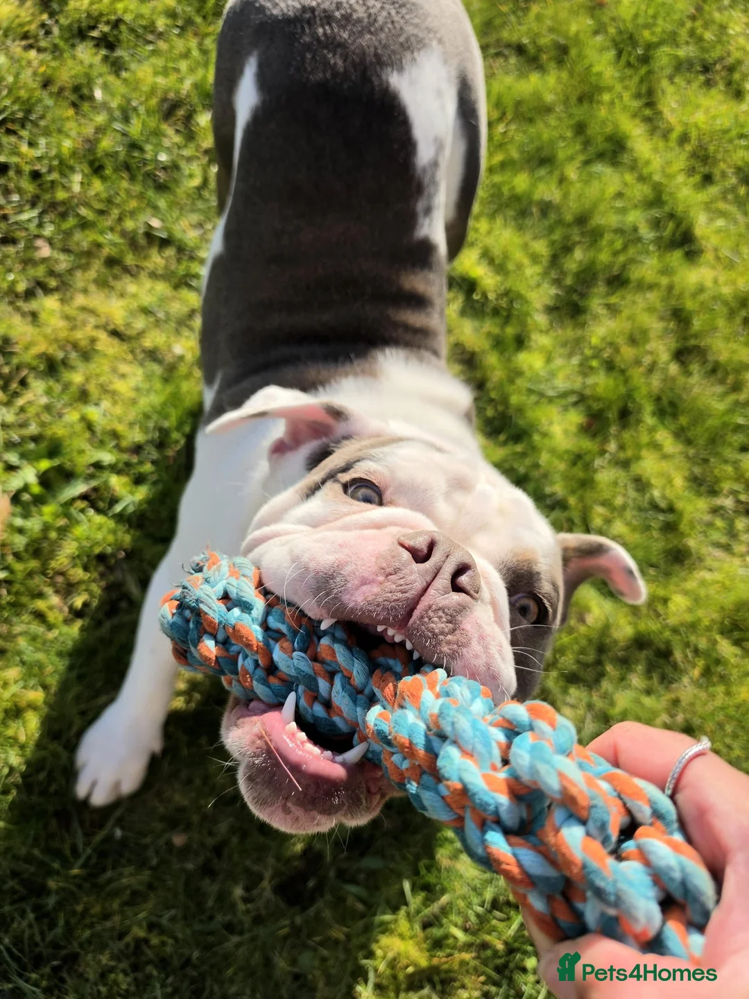 Olde English Bulldogge dogs for sale: Looking for a lap in Huntingdon - Advert 2