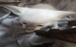 Siamese cats for sale: Traditional Siameses Only 2 available to reserve - Image 14