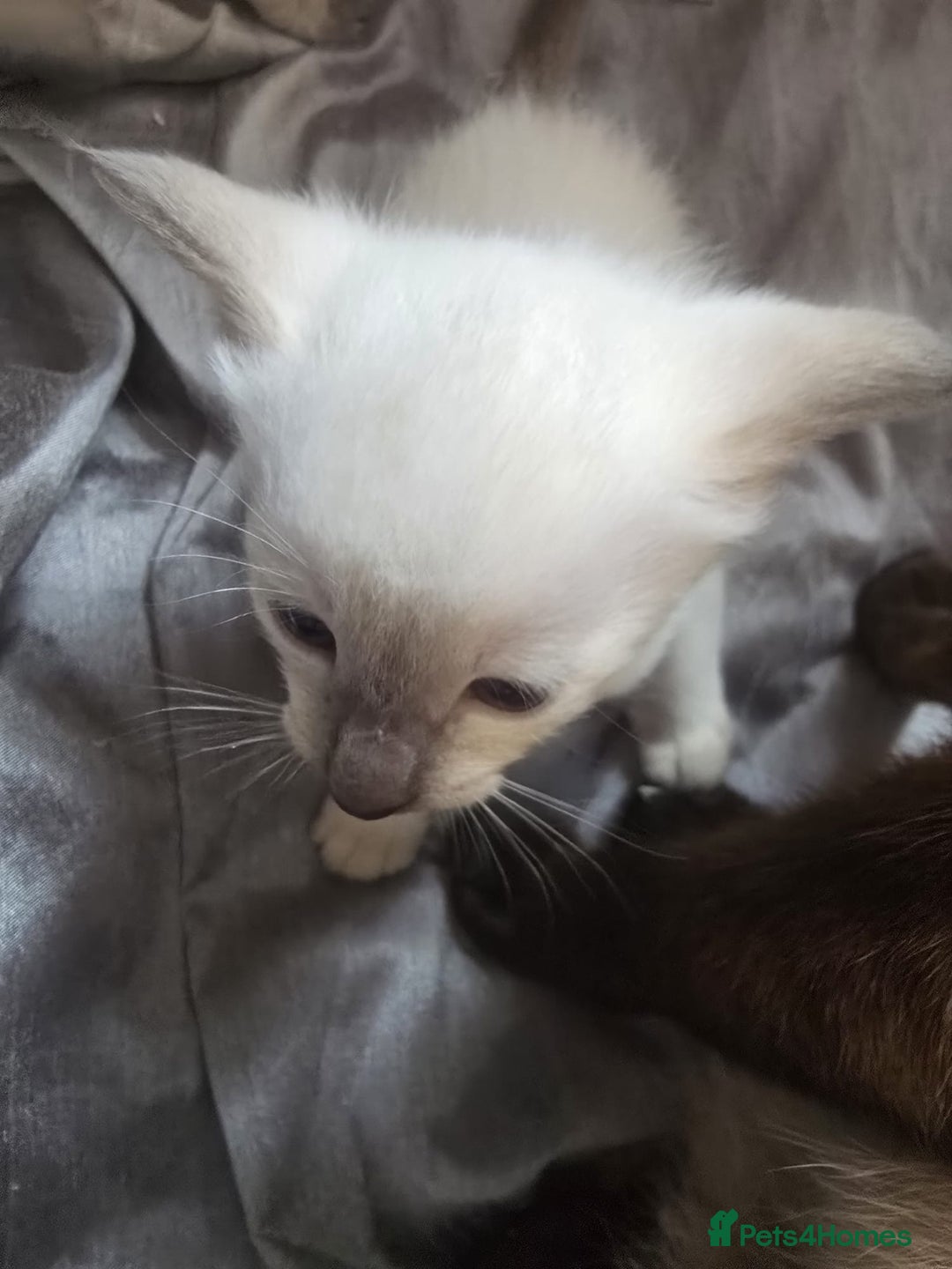 Siamese cats for sale: Traditional Siameses Only 2 available to reserve - Image 14