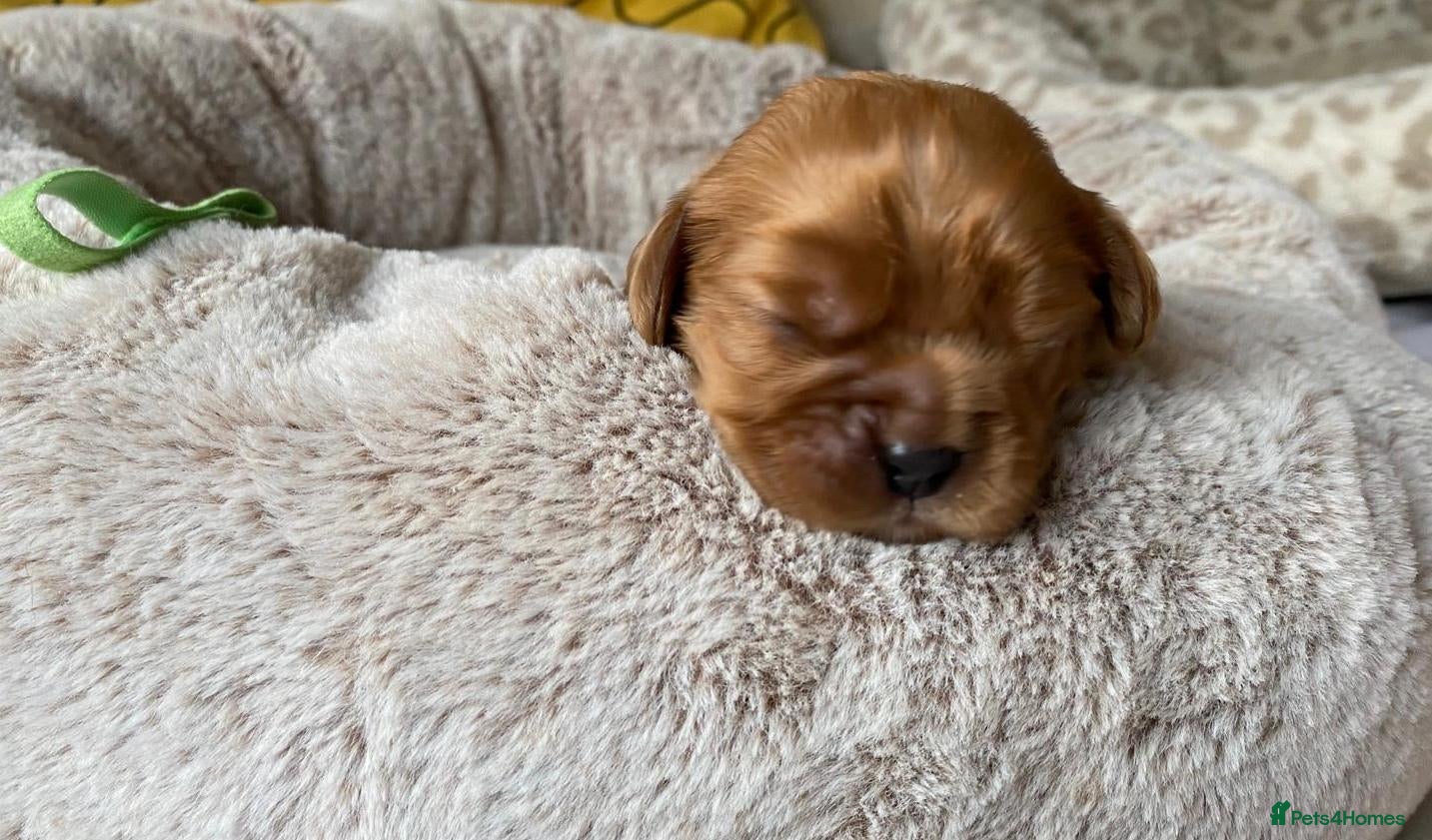 Cavalier King Charles Spaniel dogs Ruby KC registered and DNA tested cavalier boys - Advert 2