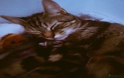 Mixed Breed cats for sale: 2 Male Bengal X Kittens for Sale. - Image 8