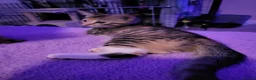 Mixed Breed cats for sale: 1 gourgous girl kitten  in Welling - Advert 4