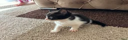 Mixed Breed cats for sale: Beautiful hand reared kittens  - Advert 7