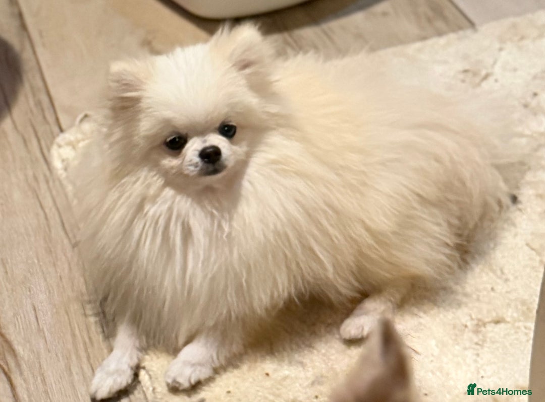 Pomeranian dogs for stud: Tiny ice white pom 1.2kg stud boy  - Image 1