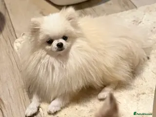 Pomeranian dogs Tiny ice white pom 1.2kg stud boy - Advert 13