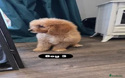 Cockapoo dogs for sale: Adorable Cockapoo pups 🦴🐾 - Image 19