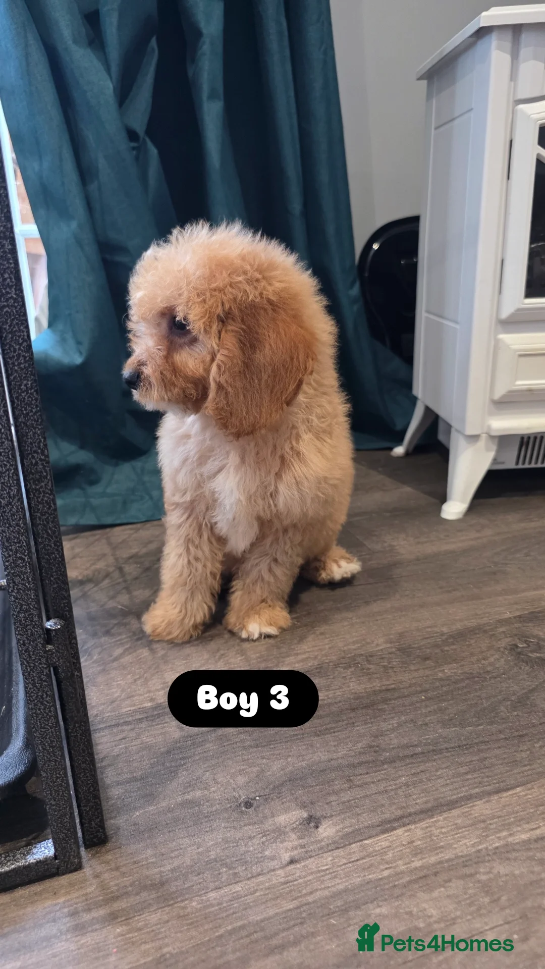 Cockapoo dogs for sale: Adorable Cockapoo pups 🦴🐾 - Image 19