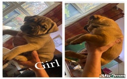 Mixed Breed dogs for sale: Chunky Rottweiler x alpha blue bulldog puppies  - Advert 7