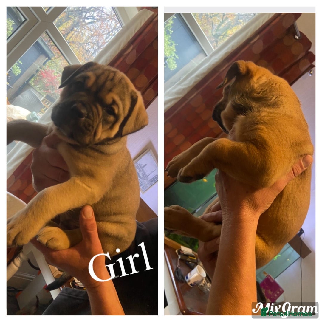 Mixed Breed dogs for sale: Chunky Rottweiler x alpha blue bulldog puppies  - Advert 7