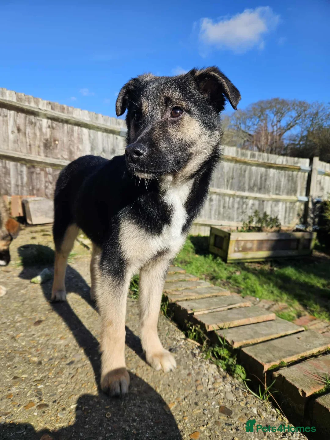 Mixed Breed dogs for adoption: Roquefort for Adoption!  - Advert 1