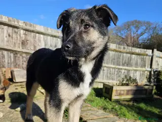 Mixed Breed dogs Roquefort for Adoption! - Advert 3