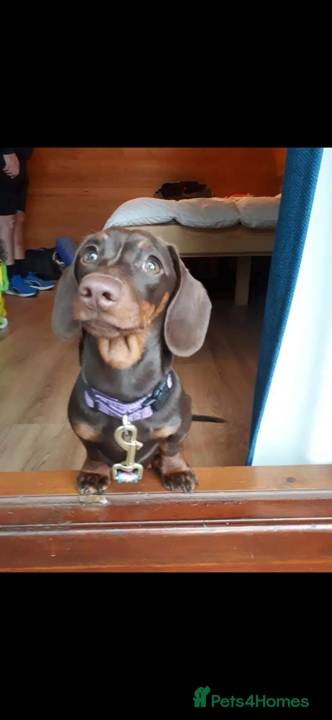 Dachshund dogs for sale: Two beautiful girls in Chorley - Advert 2
