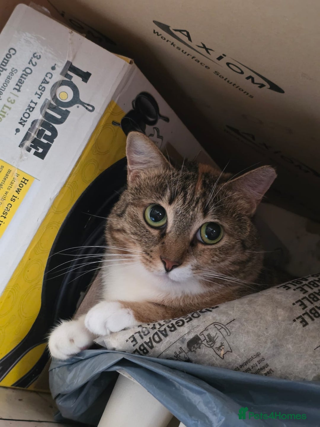Mixed Breed cats for adoption: Hiyori & Ollie - beautiful pair - Image 4