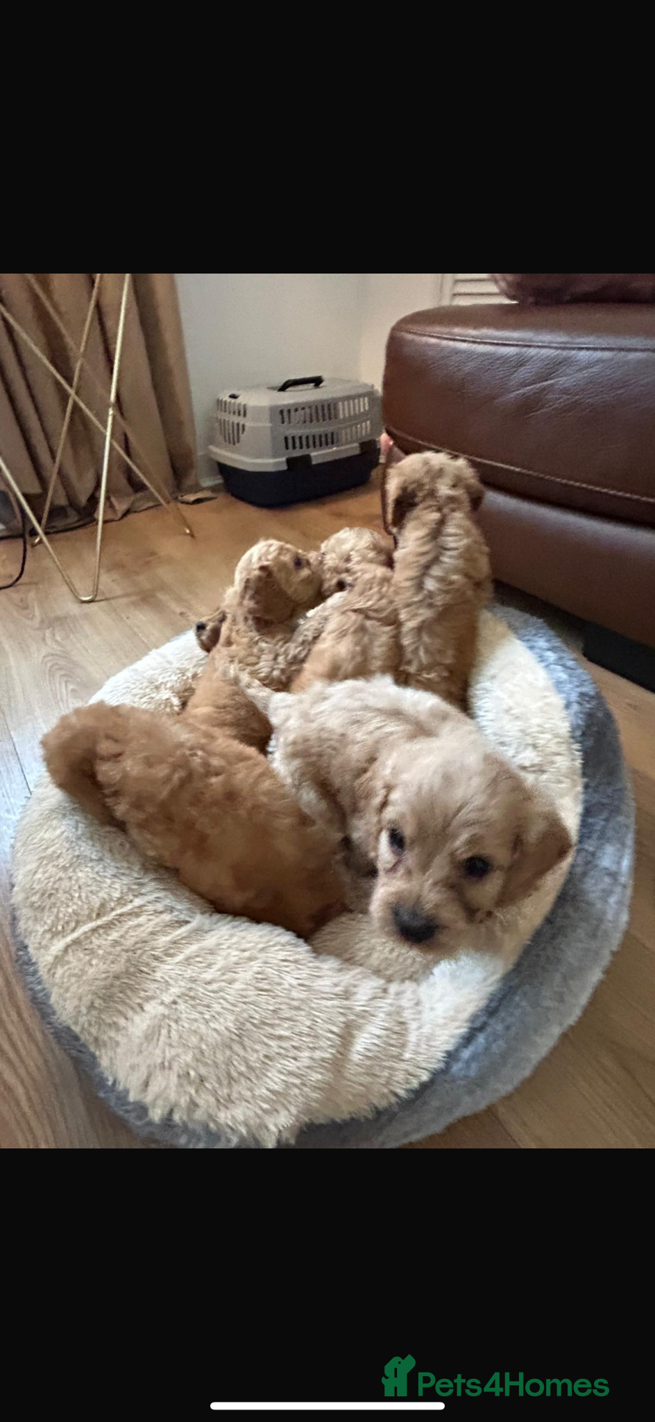 Cockapoo dogs for sale: Cockapoo puppies in Aberdeen - Advert 22