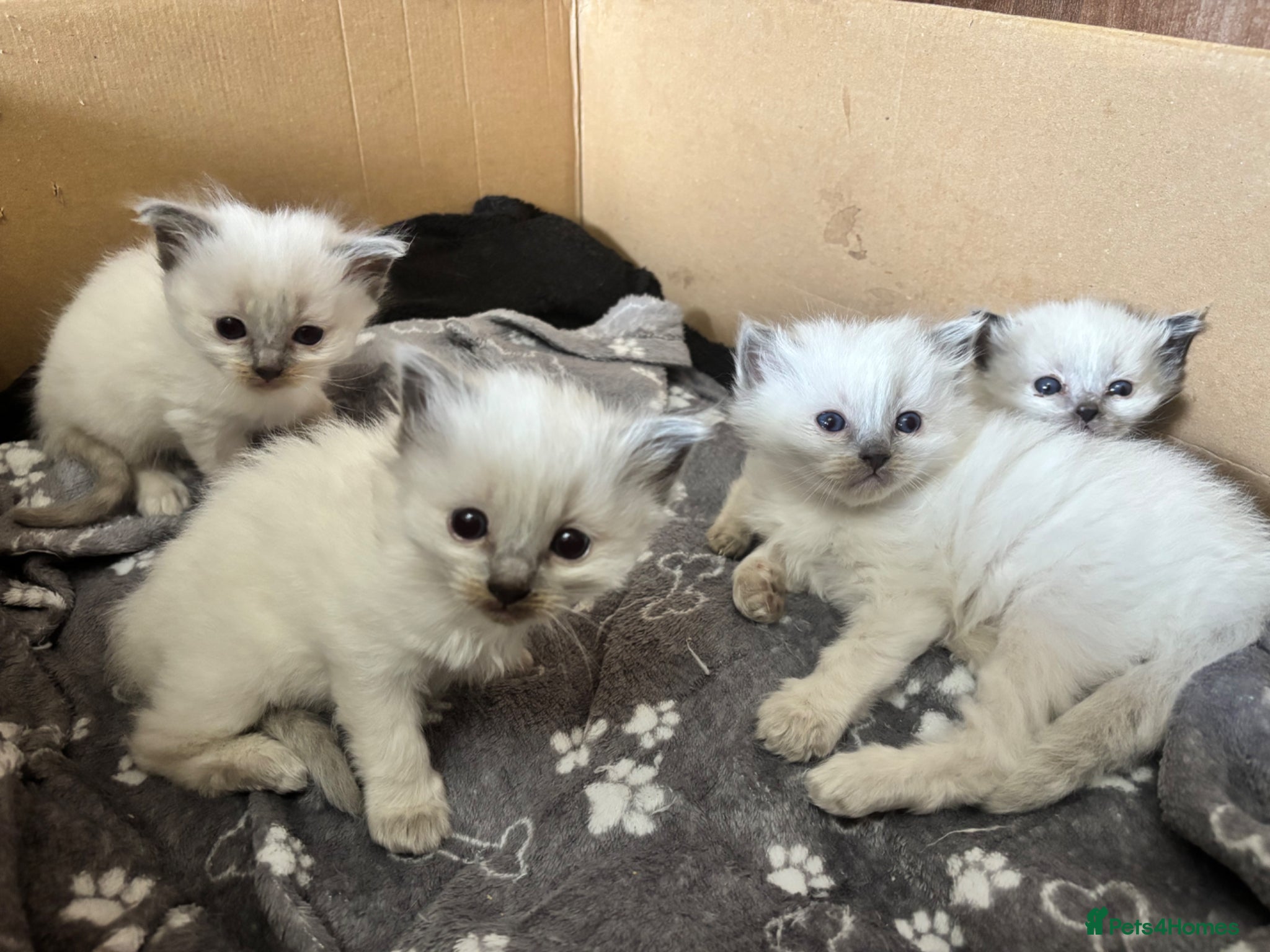 Ragdoll cats Blue point ragdoll kittens  - Advert 17