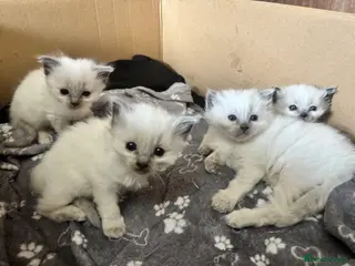 Ragdoll cats Blue point ragdoll kittens - Advert 17