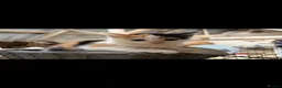 Mixed Breed cats for sale: Beautiful litter of kittens - Advert 9