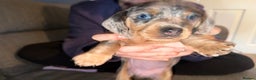Dachshund dogs for sale: Isabella, pied, dapple dachshund - Advert 13