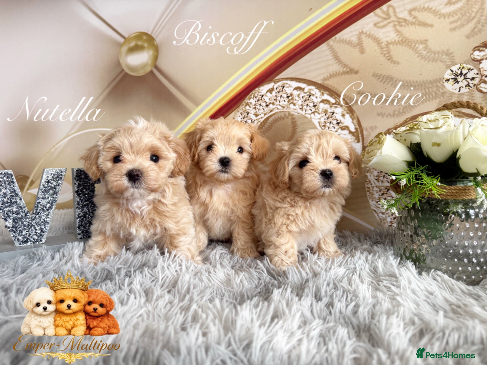 Maltipoo dogs Tiny Teddy Maltipoo- from Asian teddy dad! - Advert 2